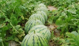 热门大瓜每日必吃 最新进展,揭秘幕后真相，每日必吃新鲜资讯